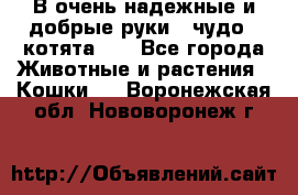 В очень надежные и добрые руки - чудо - котята!!! - Все города Животные и растения » Кошки   . Воронежская обл.,Нововоронеж г.